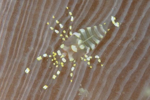 イソギンチャクモドキカクレエビ