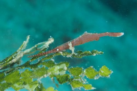 トガリモエビ属の1種