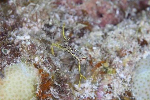 ミカヅキコモンエビ