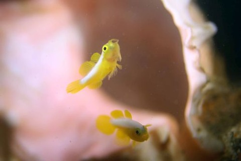 ナカモトイロワケハゼ