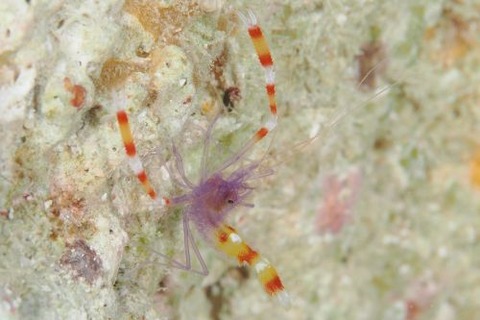 ステノプス・テヌイロストリス