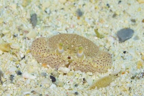 カラッパモドキ