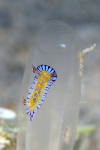 ボブサンウミウシ