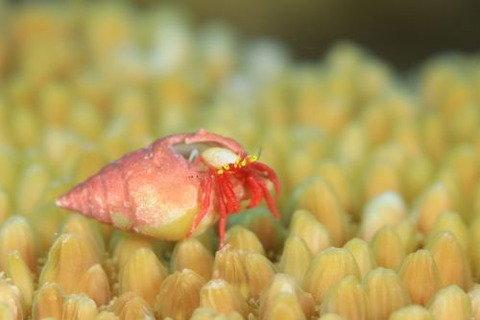 ボーランドミギキキヨコバサミ