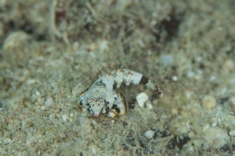 コウワンテグリ