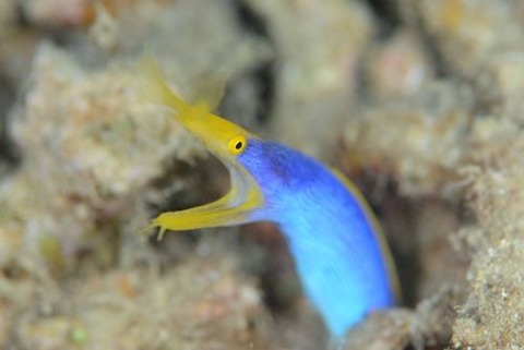 ハナヒゲウツボ