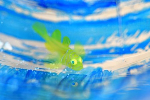 イレズミミジンベニハゼ