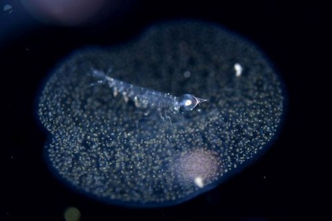 刺激的な水中生物