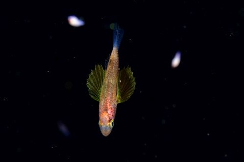 刺激的な水中生物