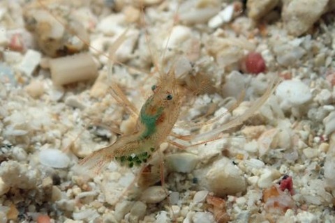 スベスベオトヒメエビ属の1種