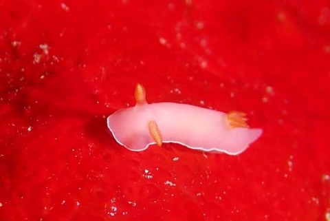 フジムスメウミウシ