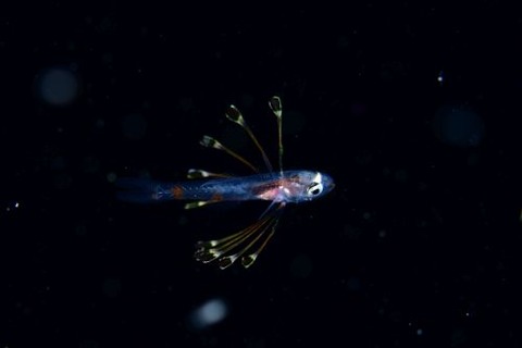 刺激的な水中生物