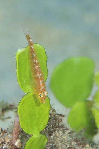 ウミショウブハゼ属の1種