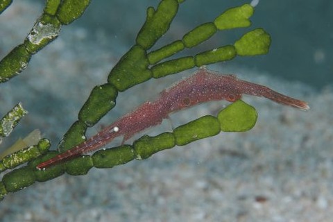 トガリモエビ属の1種