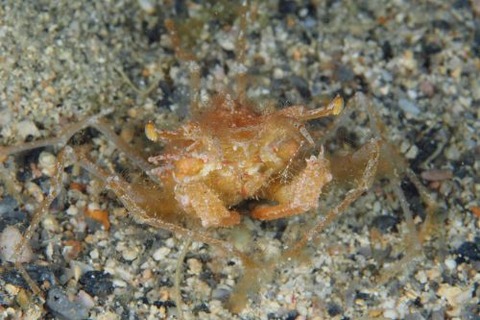 クモガニ科の1種