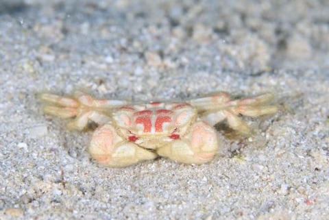 メイロケブカガニ