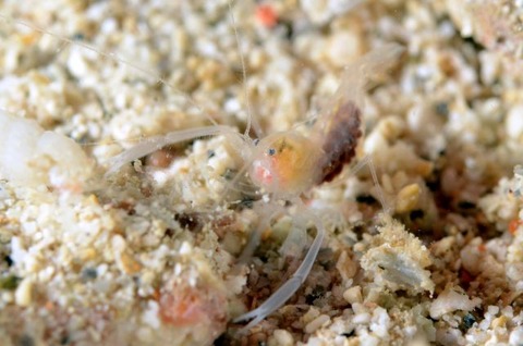 スベスベサンゴヒメエビ