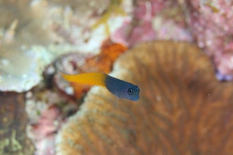 フタイロカエルウオ