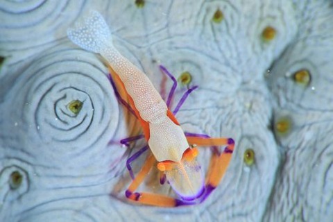 ウミウシカクレエビ
