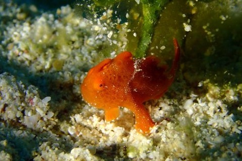 オオモンカエルアンコウ