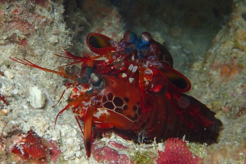 モンハナシャコ