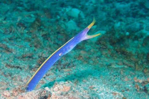 ハナヒゲウツボ