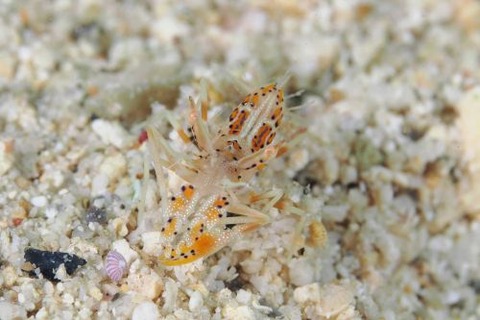 トゲツノメエビ