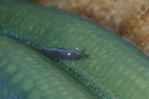 ヒトデヤドリエビ