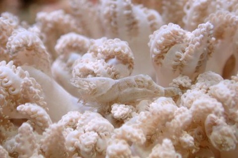 アザミカクレモエビ