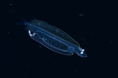 刺激的な水中生物