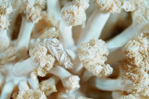 アザミカクレモエビ