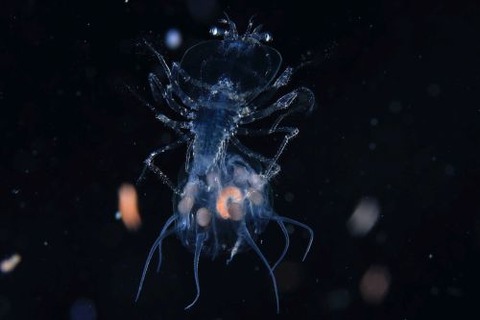 刺激的な水中生物