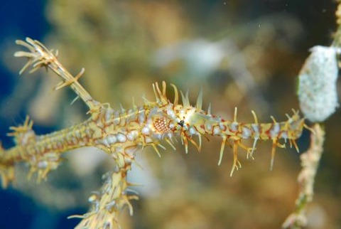 ニシキフウライウオ