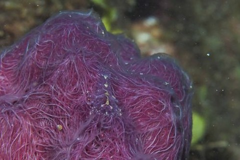 ヂェラストカリス・パロンアェ