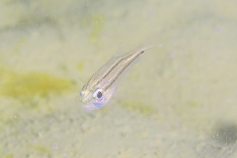 フウライイシモチ