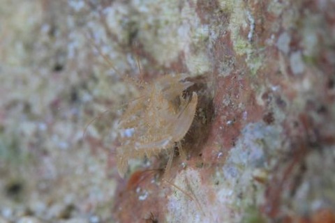 サンゴヒメエビ