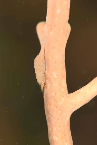 イソバナカクレエビ