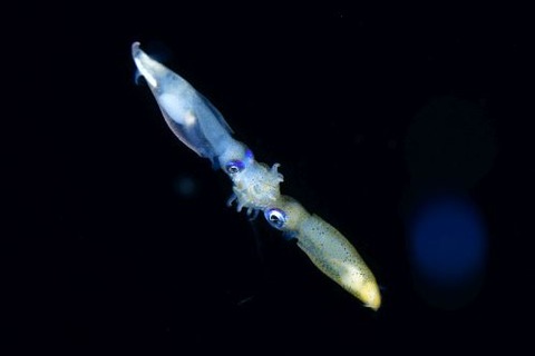 刺激的な水中生物