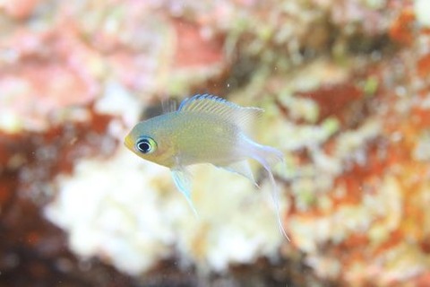 マルスズメダイ