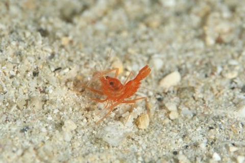 スベスベオトヒメエビ属の1種