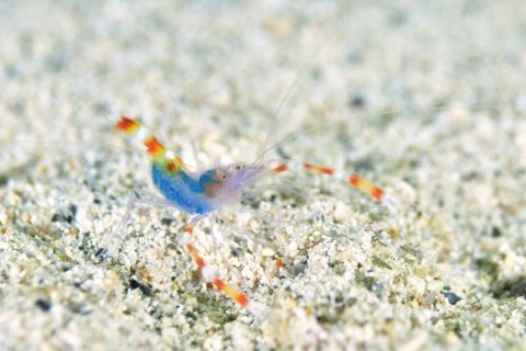 バイオレットボクサーシュリンプ