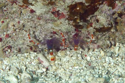 ステノプス・テヌイロストリス