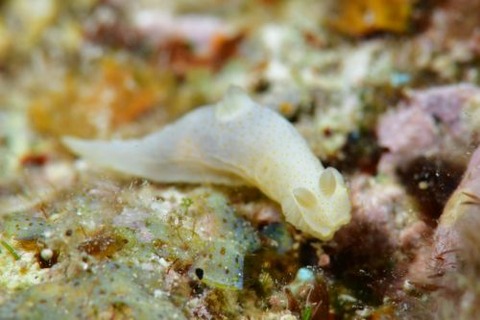 キヌハダウミウシ属の1種