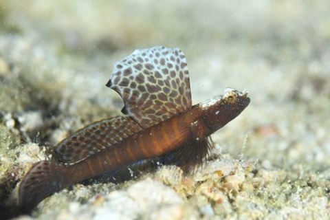 ホタテツノハゼ