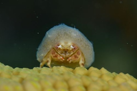 カイカムリ科の1種