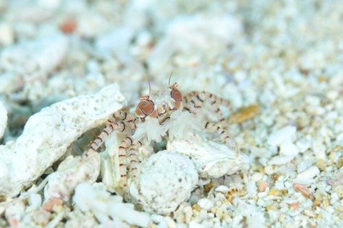 キンチャクガニ