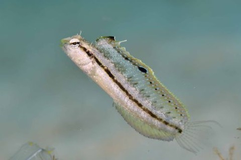 ペトロスキルテス・ゼスタス