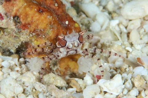 キンチャクガニ