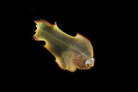 刺激的な水中生物