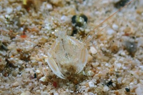 サンゴヒメエビ